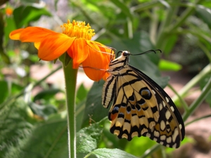 Butterfly Farm